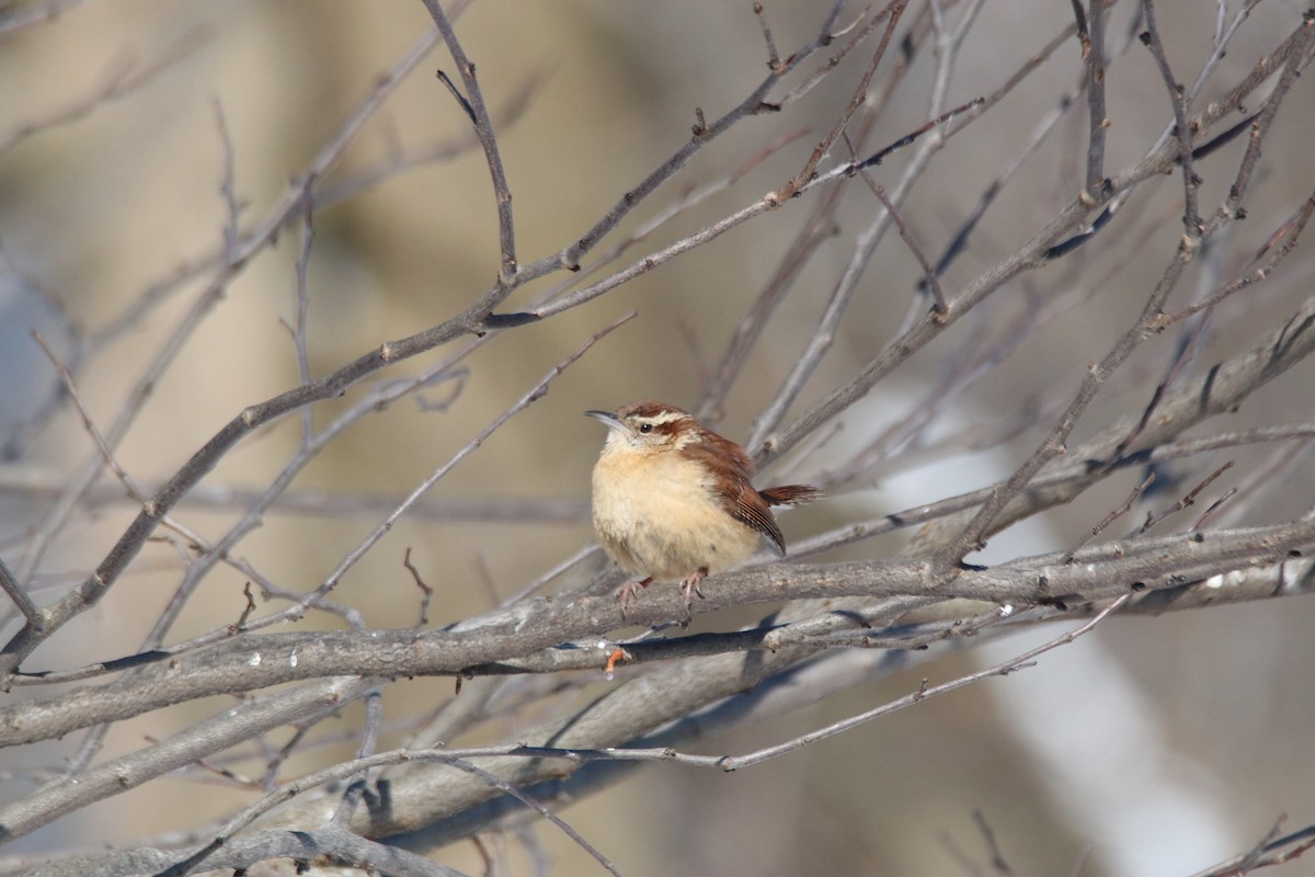 Carolina Wren - ML309463831