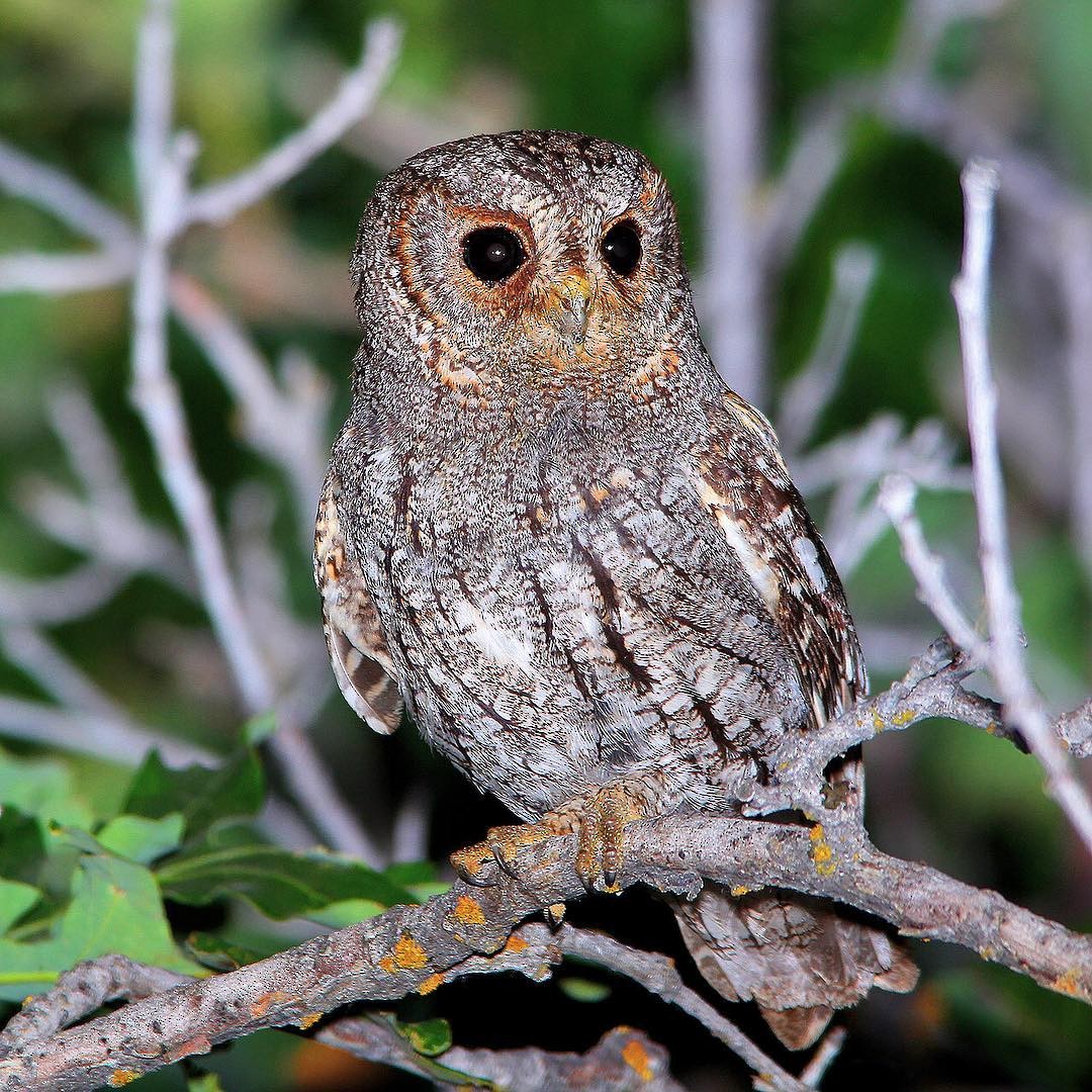 Flammulated Owl - Tim Avery