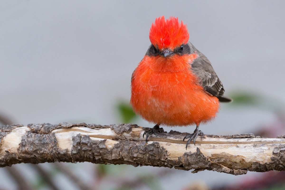 Vermilion Flycatcher - ML309466471