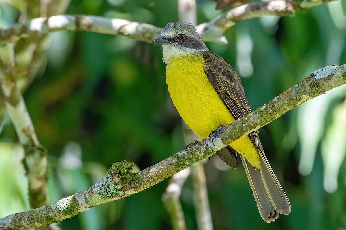 Gray-capped Flycatcher - ML309467911