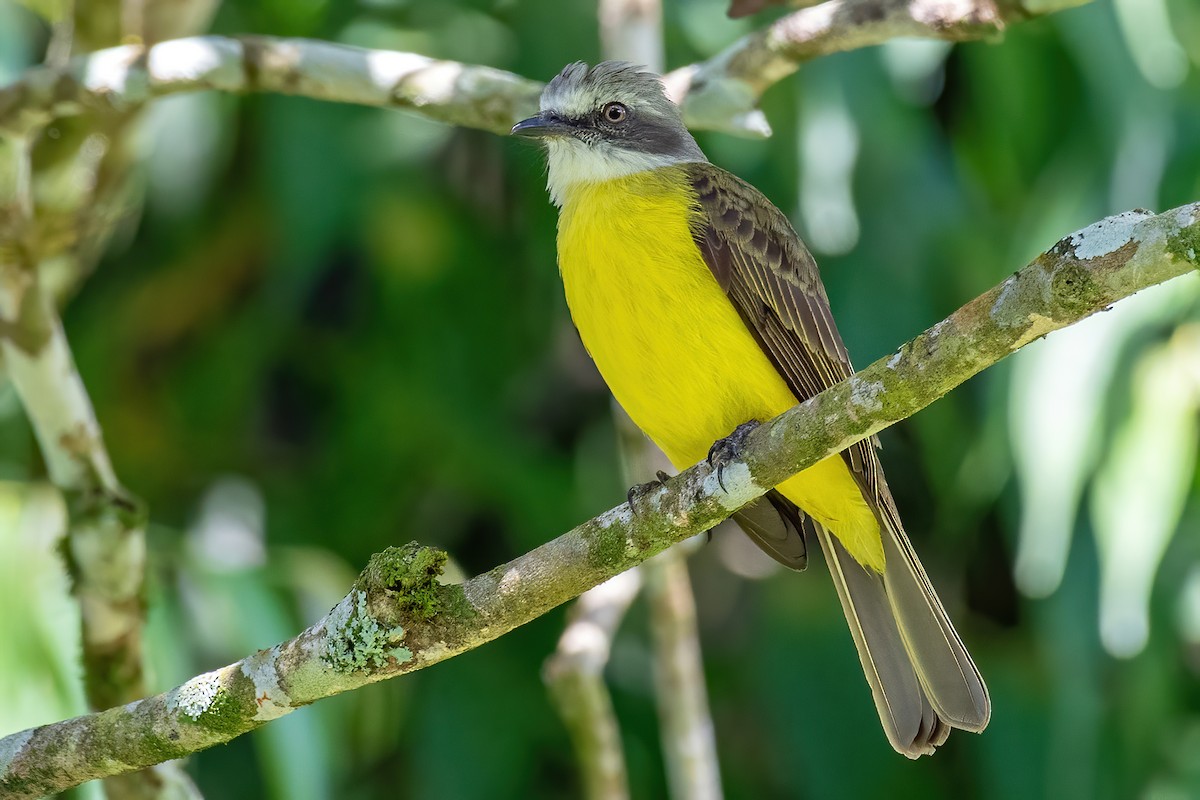 Gray-capped Flycatcher - ML309467921