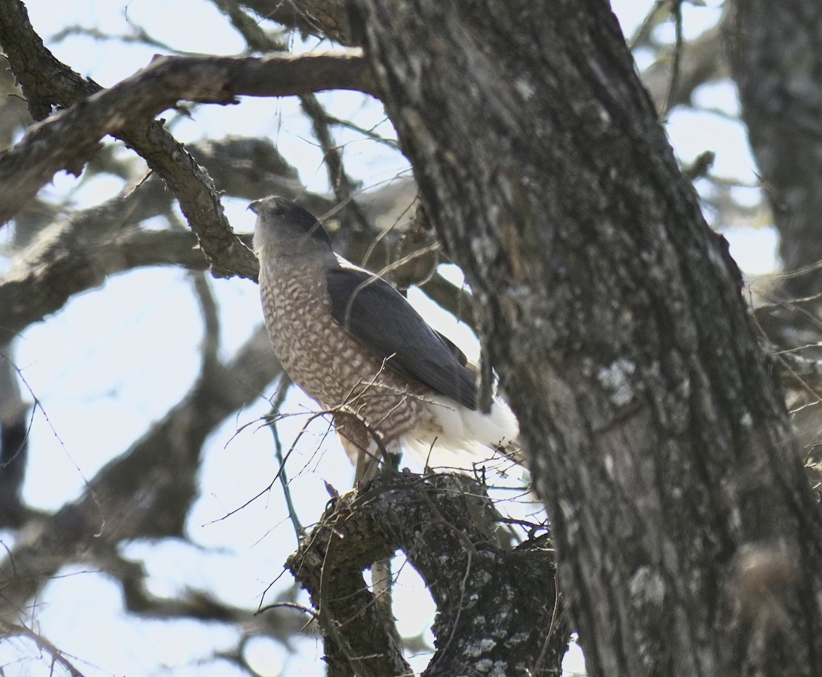 Cooper's Hawk - ML309468631