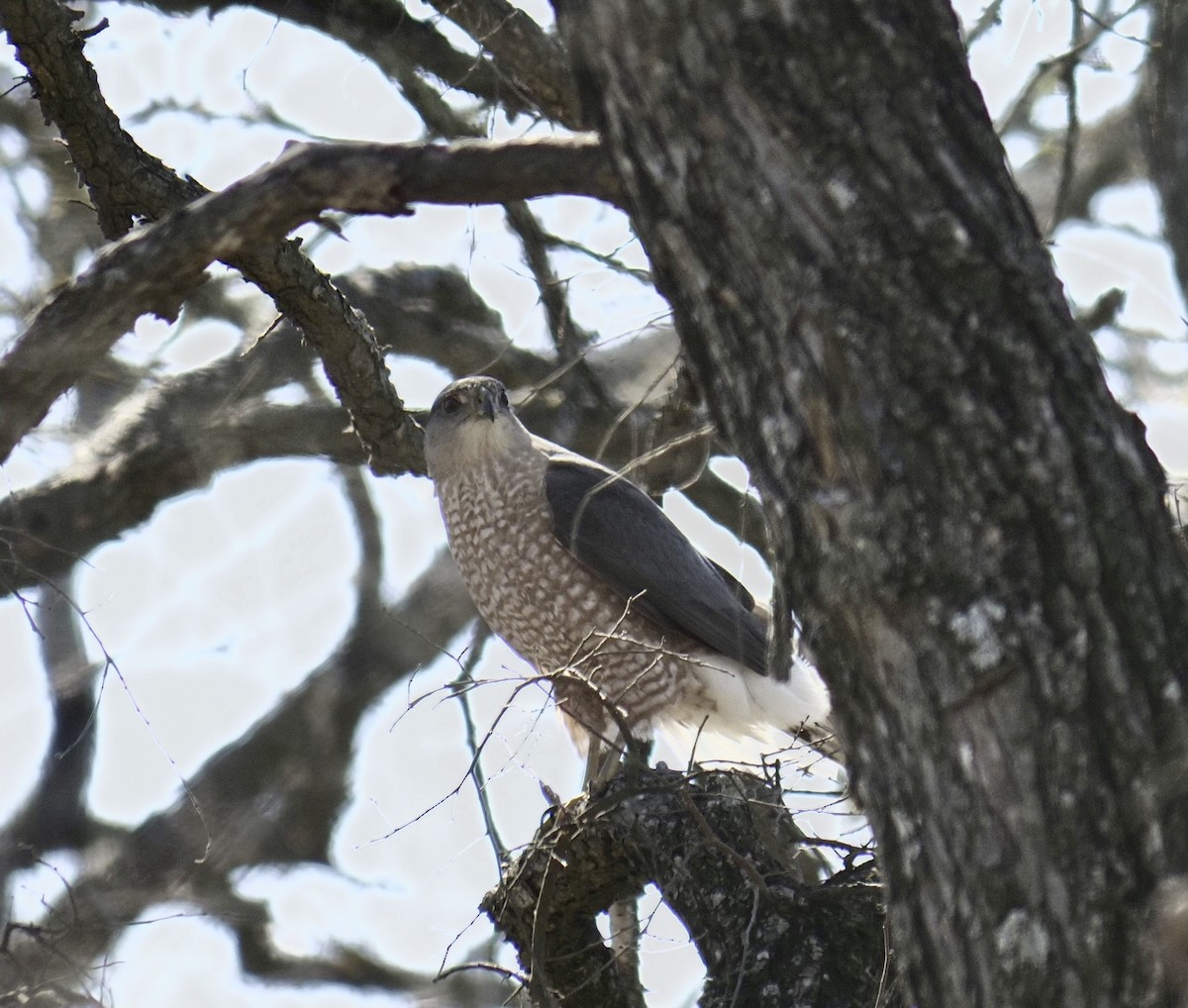 Cooper's Hawk - ML309468641