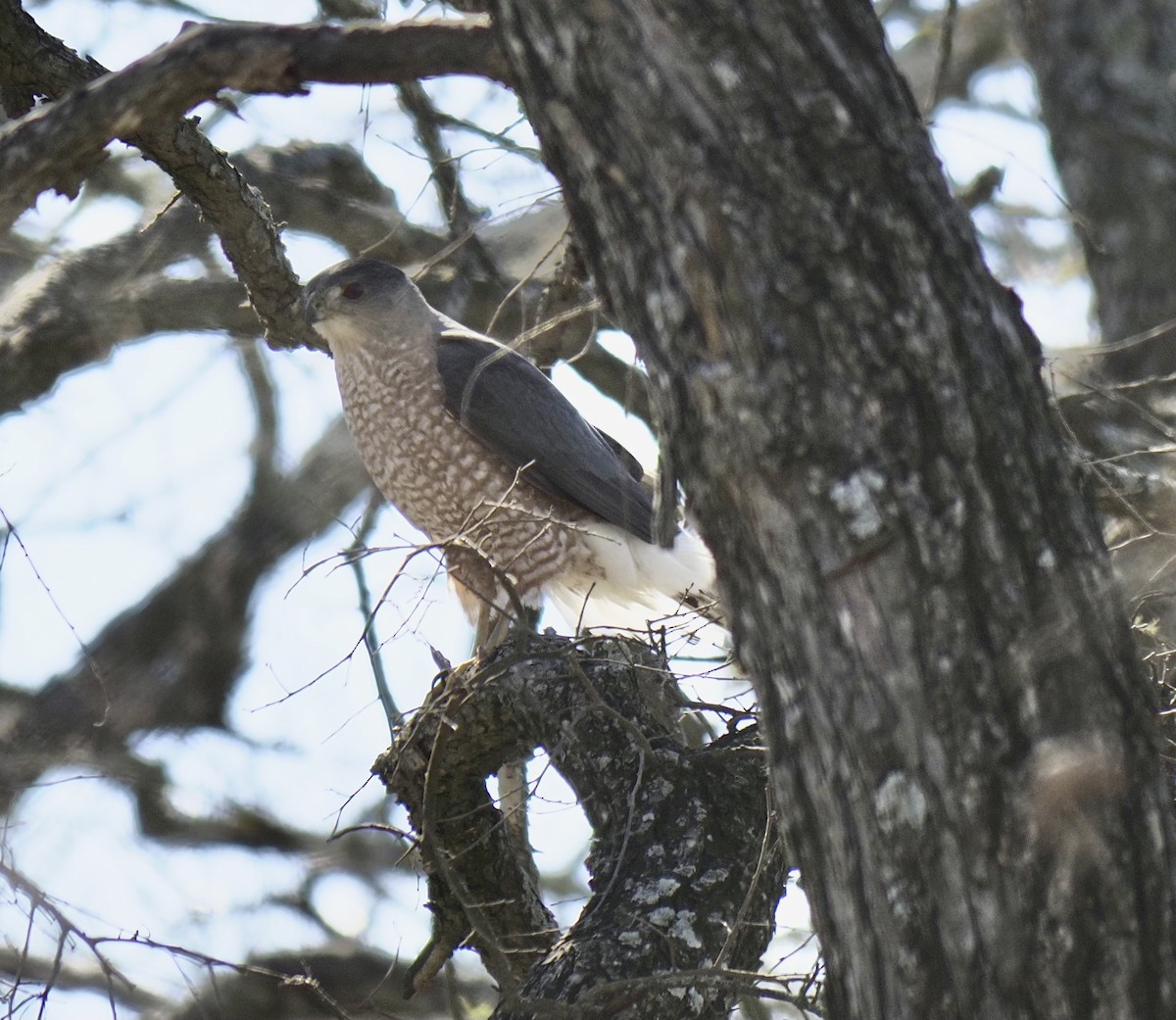 Cooper's Hawk - ML309468651