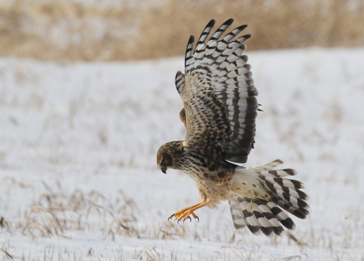 Northern Harrier - ML309468981