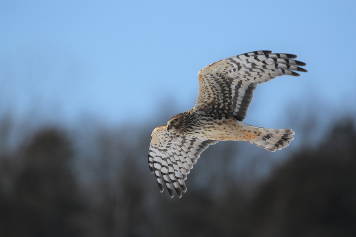 Northern Harrier - ML309469011