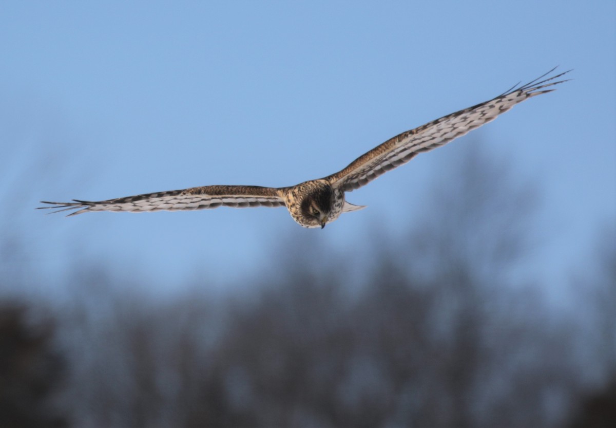 Northern Harrier - ML309469021