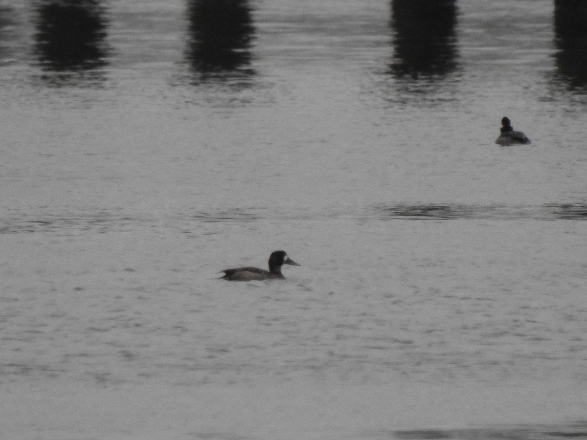 Greater Scaup - Tommy Maloney