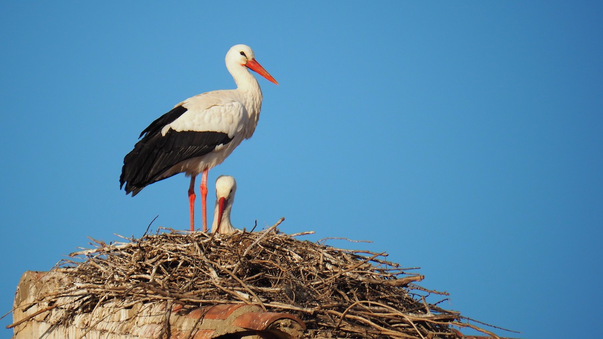 White Stork - Héctor Pinilla Lafuente