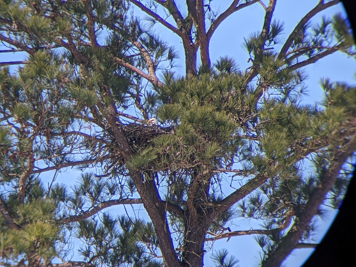 Bald Eagle - ML309469821