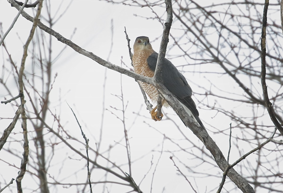 Cooper's Hawk - ML309470051