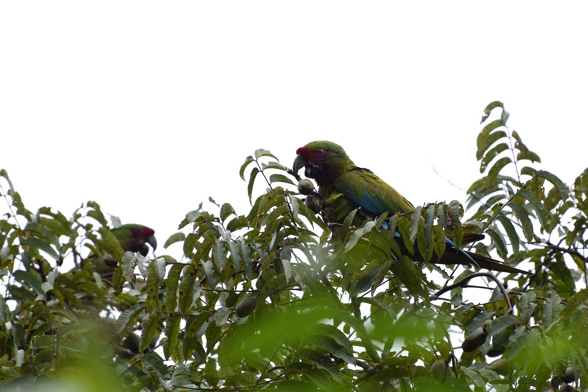 Military Macaw - ML30947041