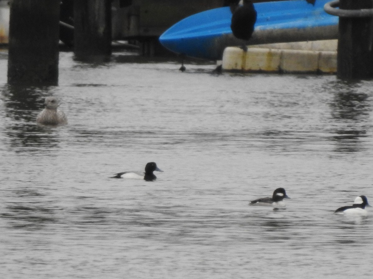 Greater Scaup - ML309470461