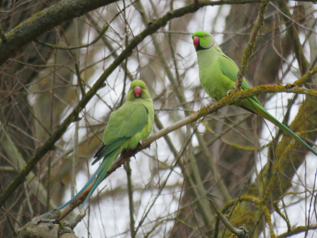 ub. fugl (Aves sp.) - ML309472241