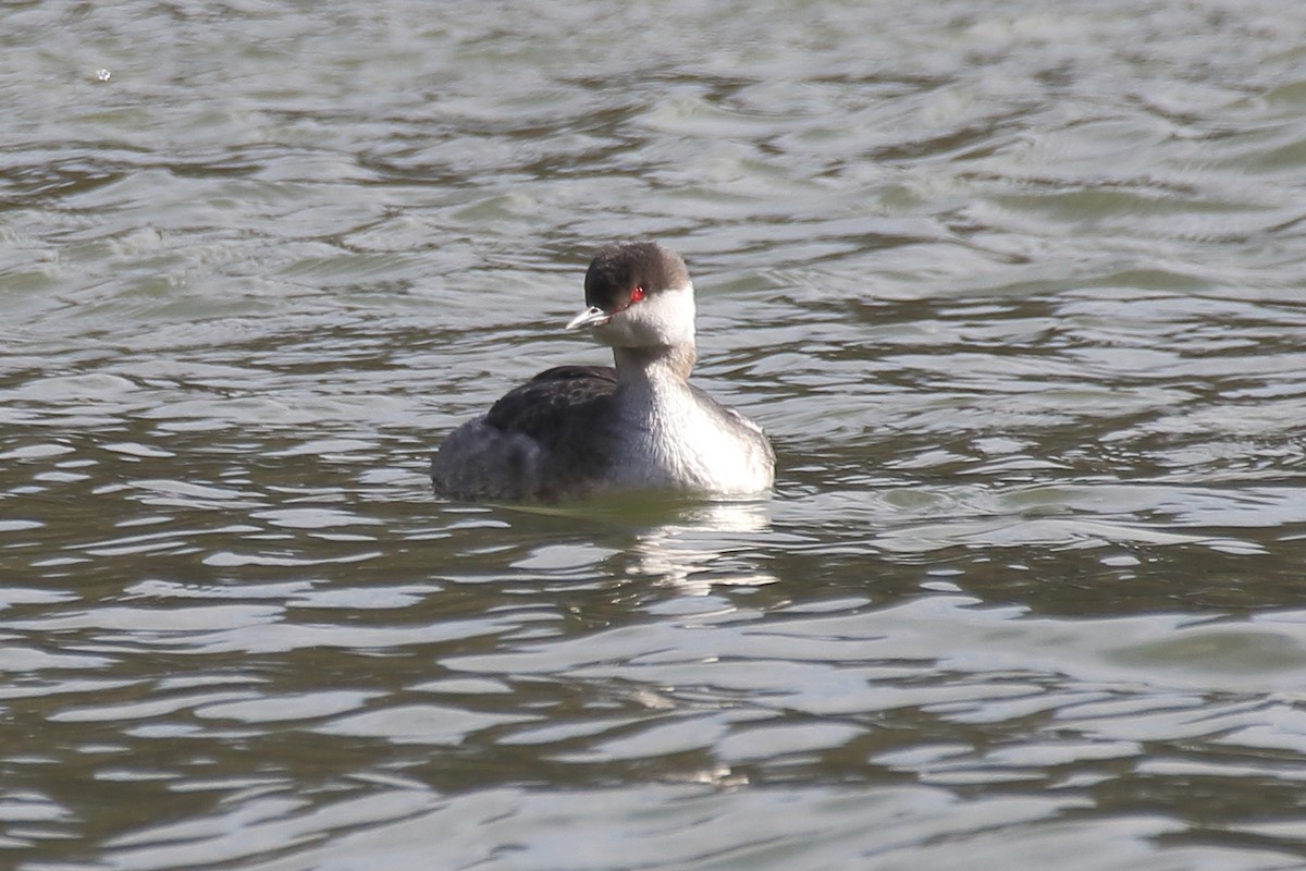 Horned Grebe - ML309473401