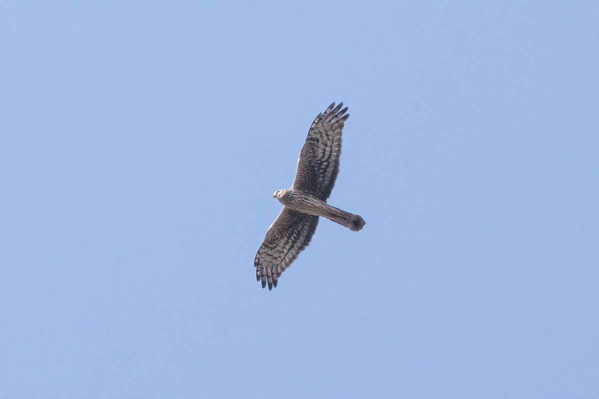 Hen Harrier - ML309475151