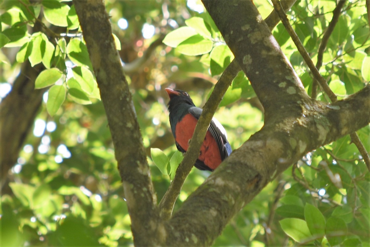 Slaty-tailed Trogon - Robert Schwartz