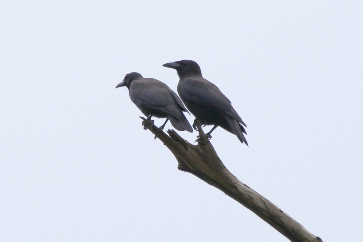 Jamaican Crow - Fabio Olmos