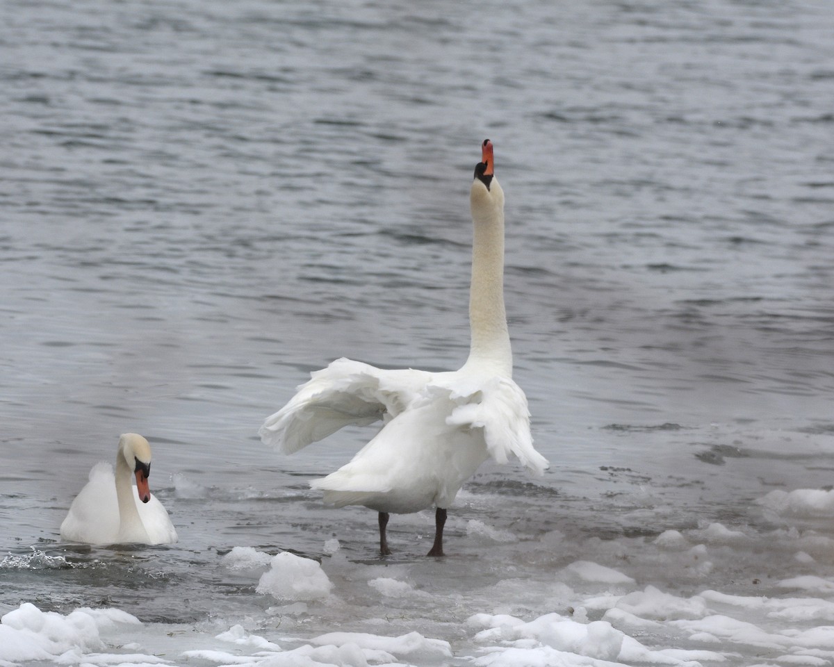 Mute Swan - David Kennedy