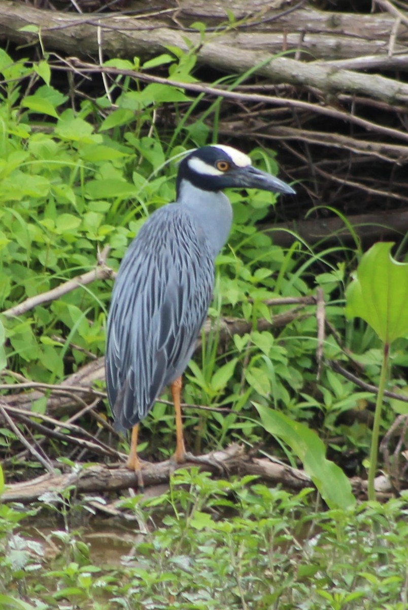 Yellow-crowned Night Heron - ML309475941