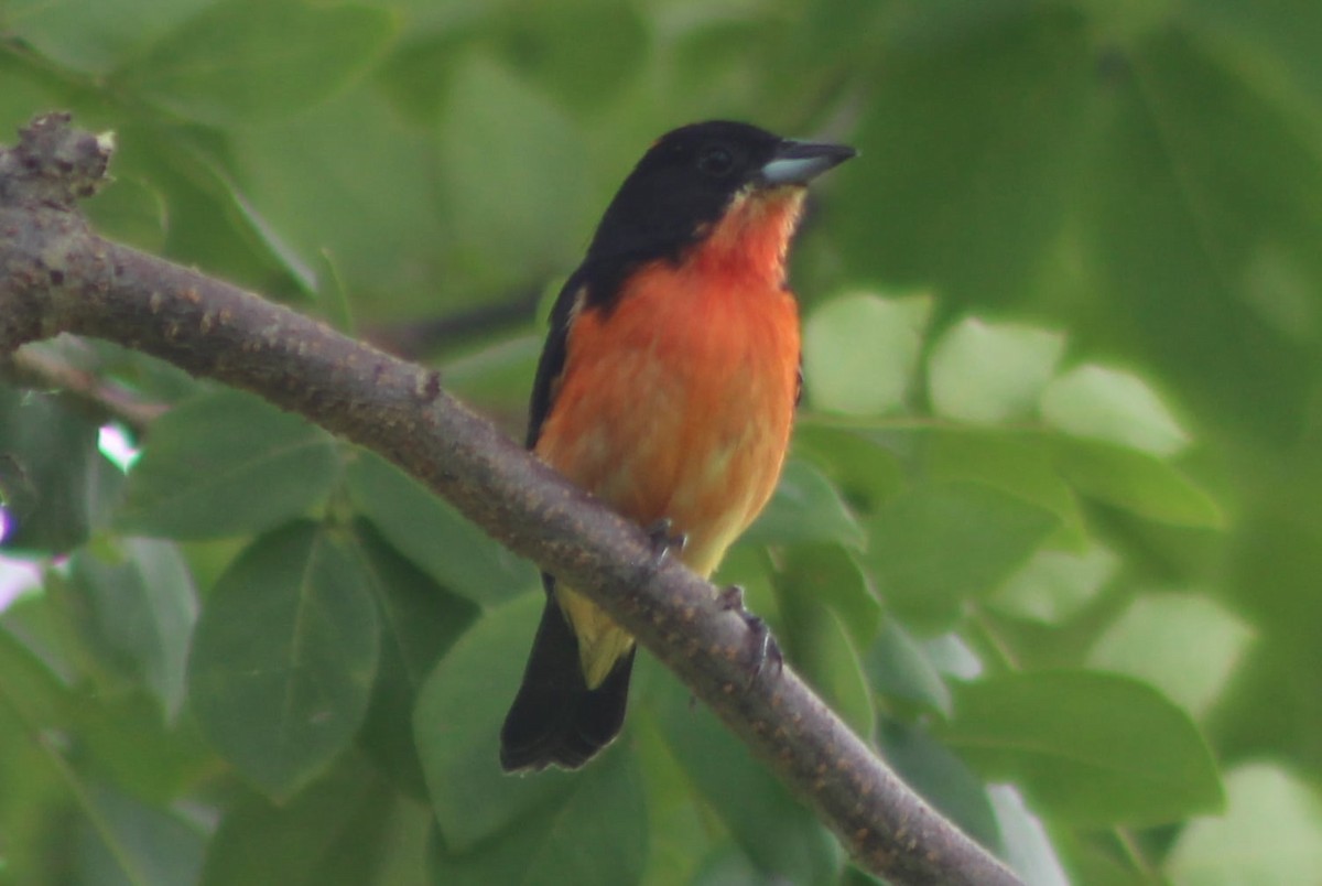 Crimson-breasted Finch - ML309476001