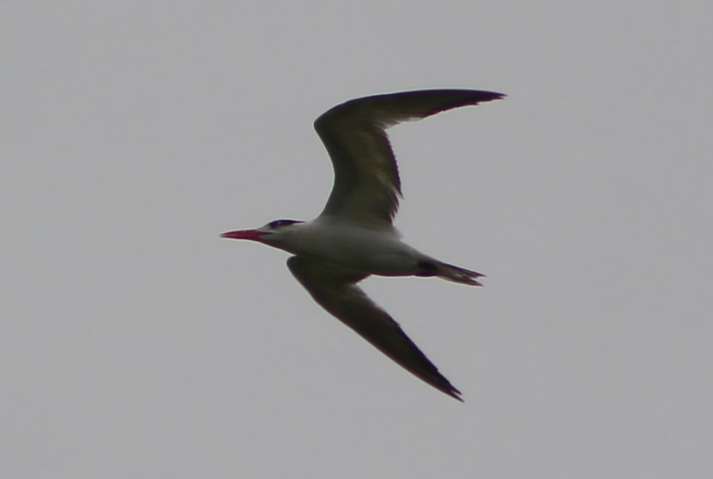 Royal Tern - ML309476201