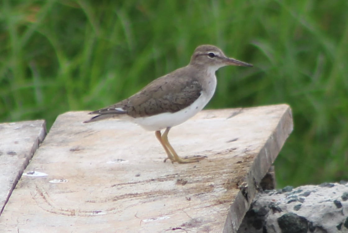 Spotted Sandpiper - ML309476261