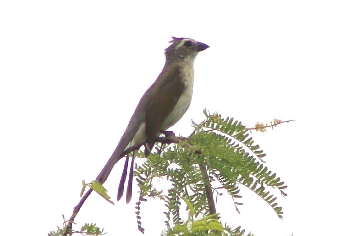 Streaked Saltator - ML309476431