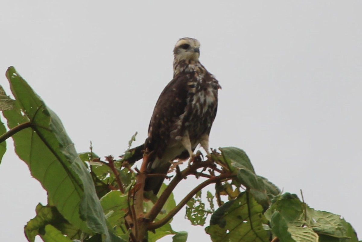 Snail Kite - ML309476551