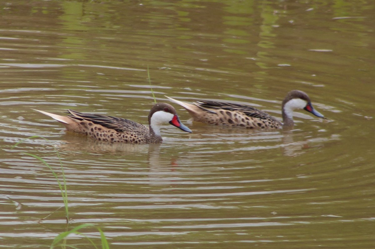 White-cheeked Pintail - ML309476651
