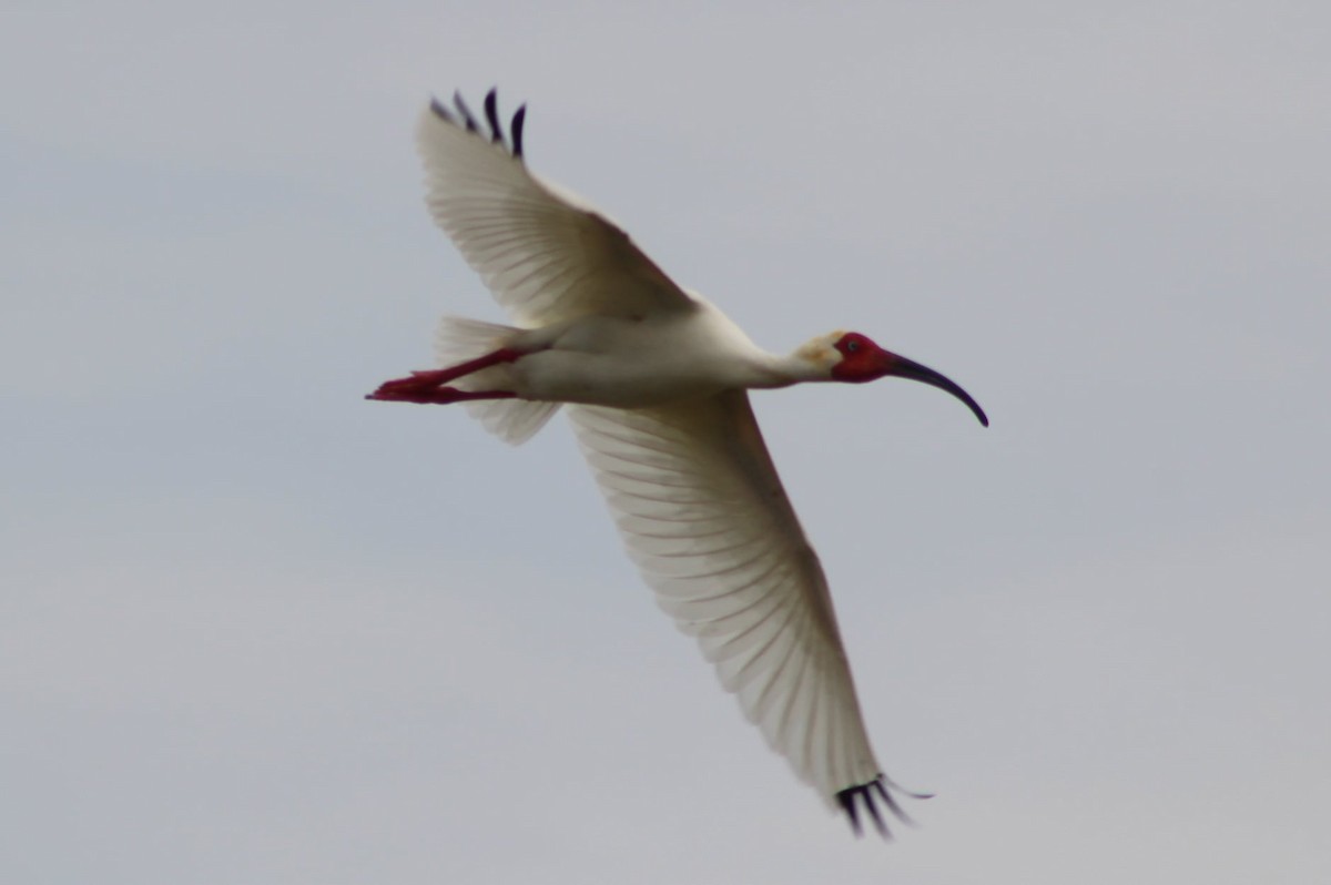 White Ibis - ML309476761