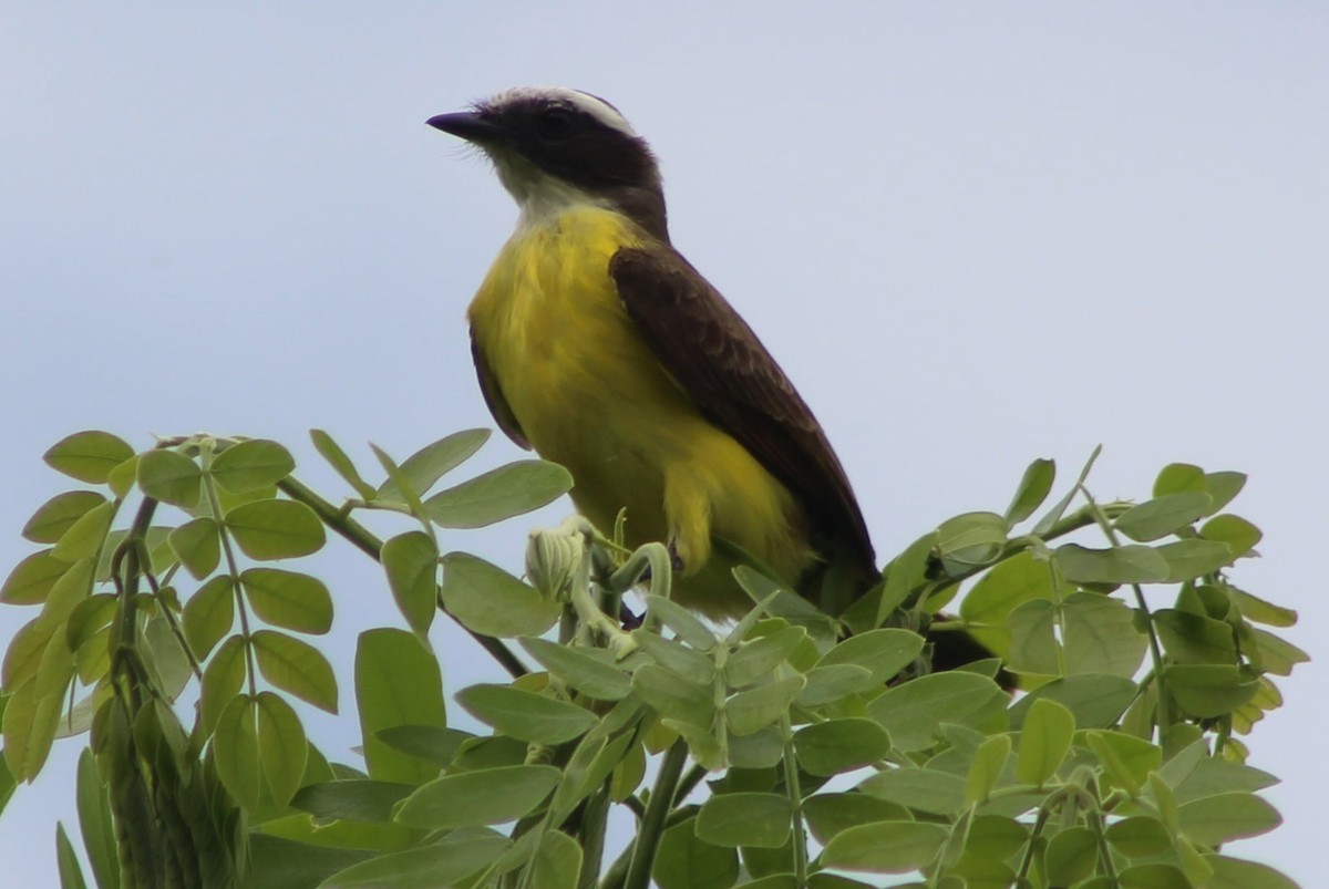 Social Flycatcher - ML309476871
