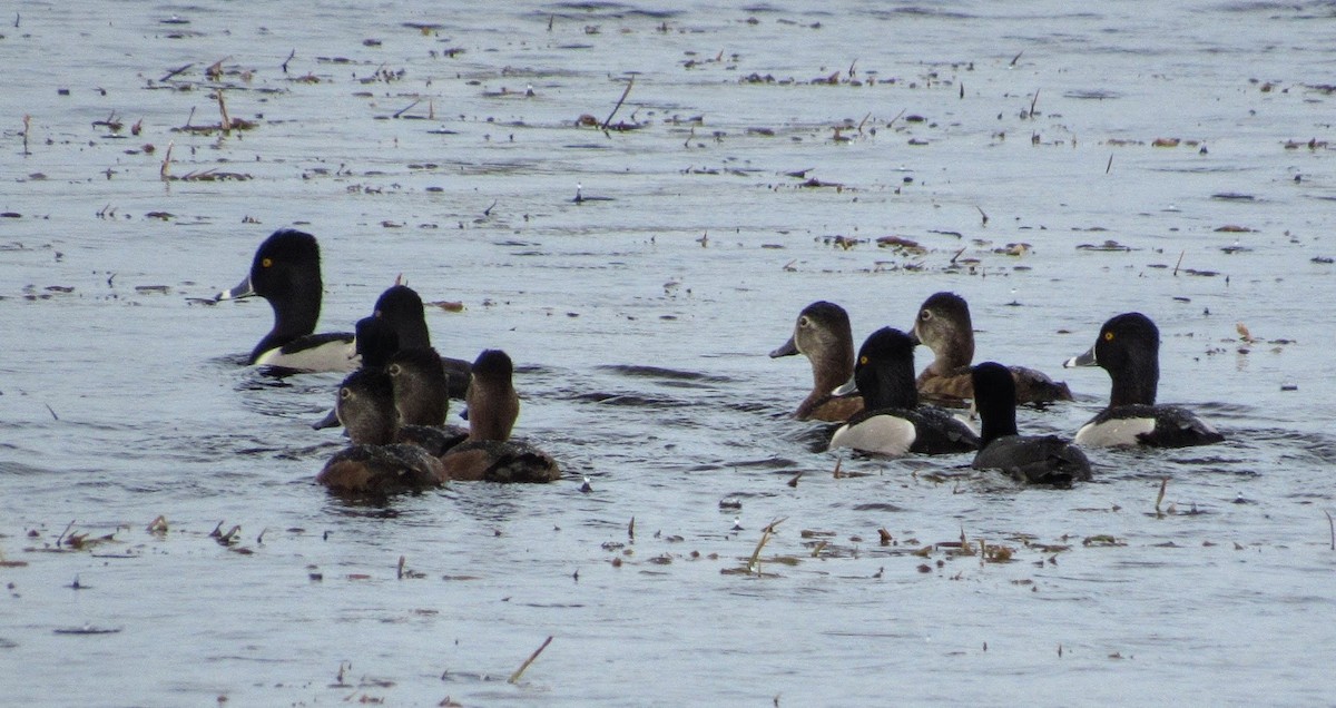 Ring-necked Duck - Marcia Yeip