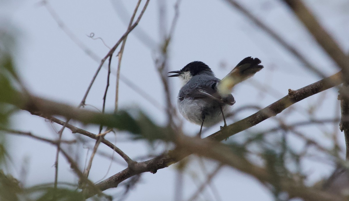 Tropical Gnatcatcher - Luciano Naka