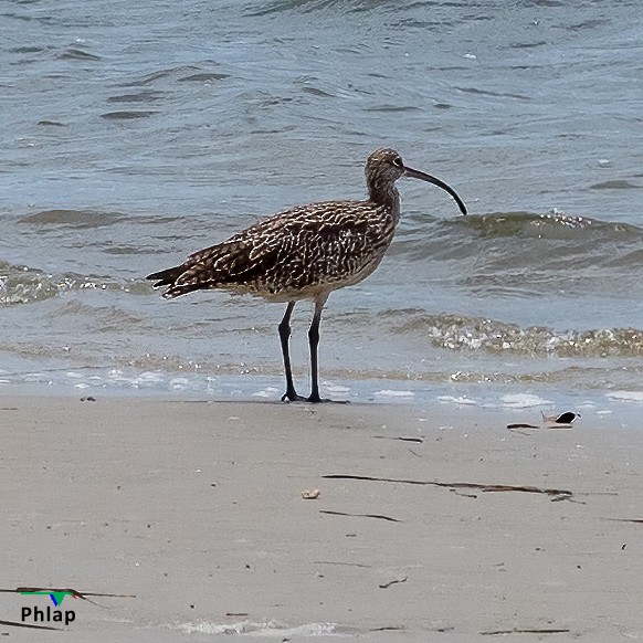 Far Eastern Curlew - ML309481201