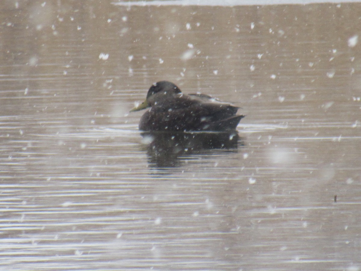 American Black Duck - ML309481721