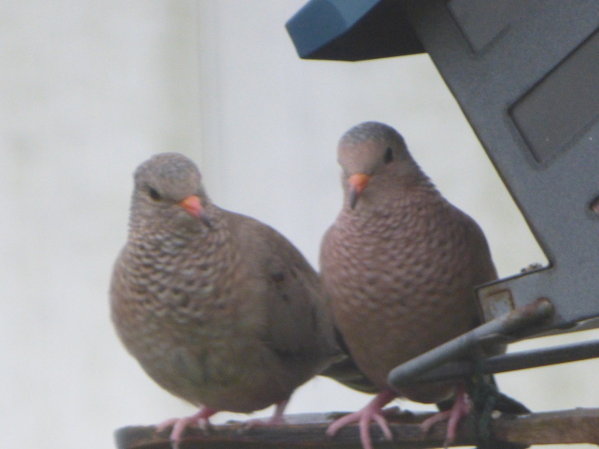 Common Ground Dove - ML309481731