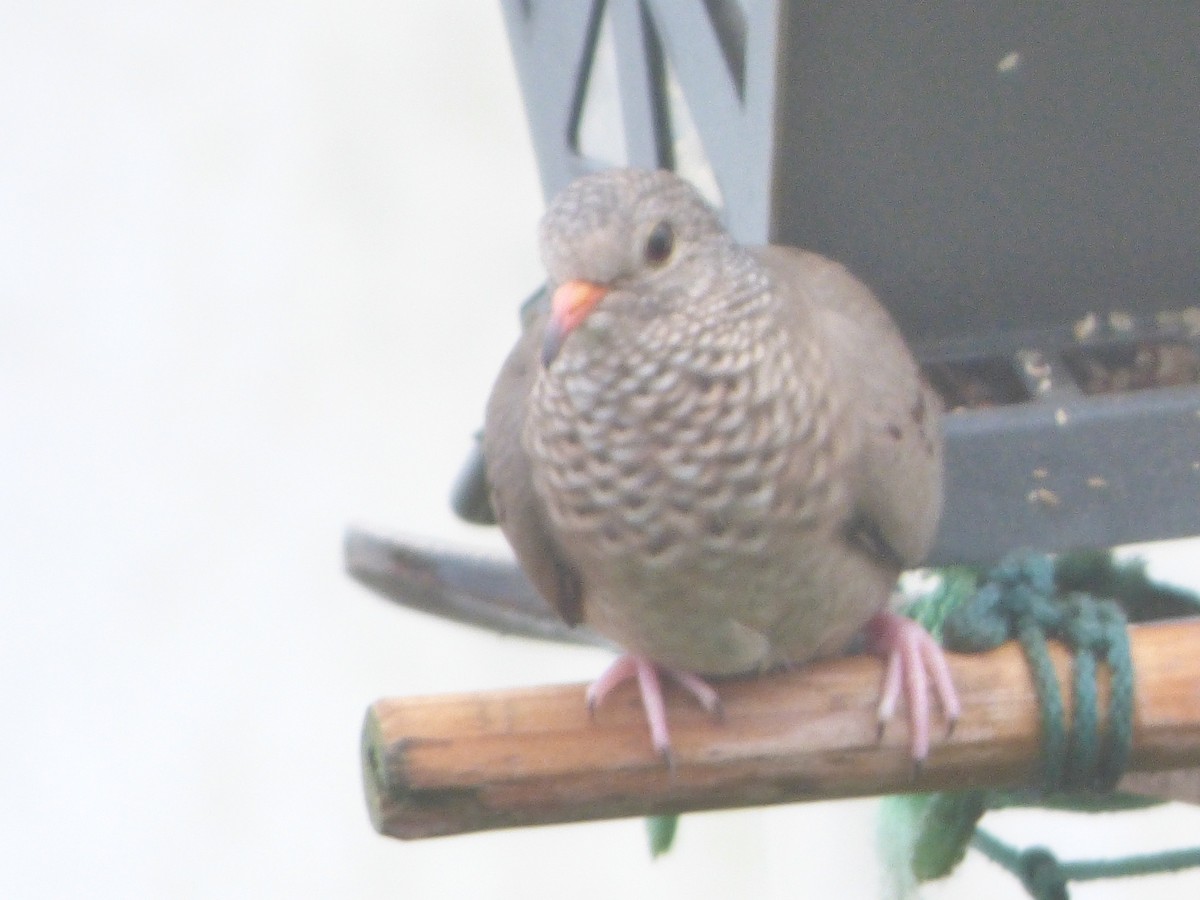 Common Ground Dove - ML309481751