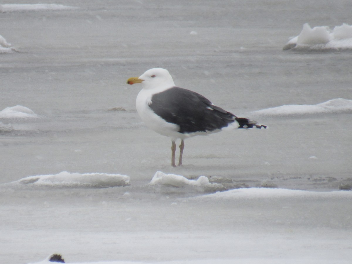 Great Black-backed Gull - ML309481941