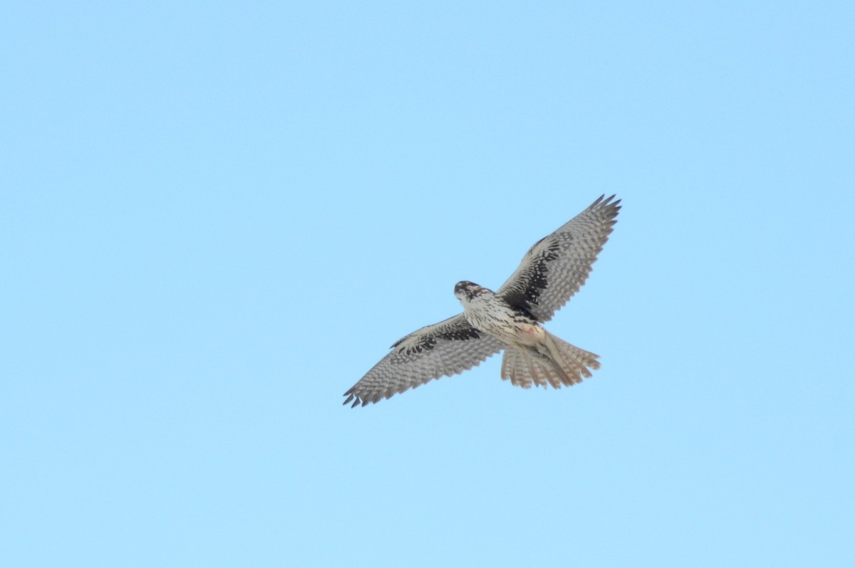 Prairie Falcon - Asher  Warkentin