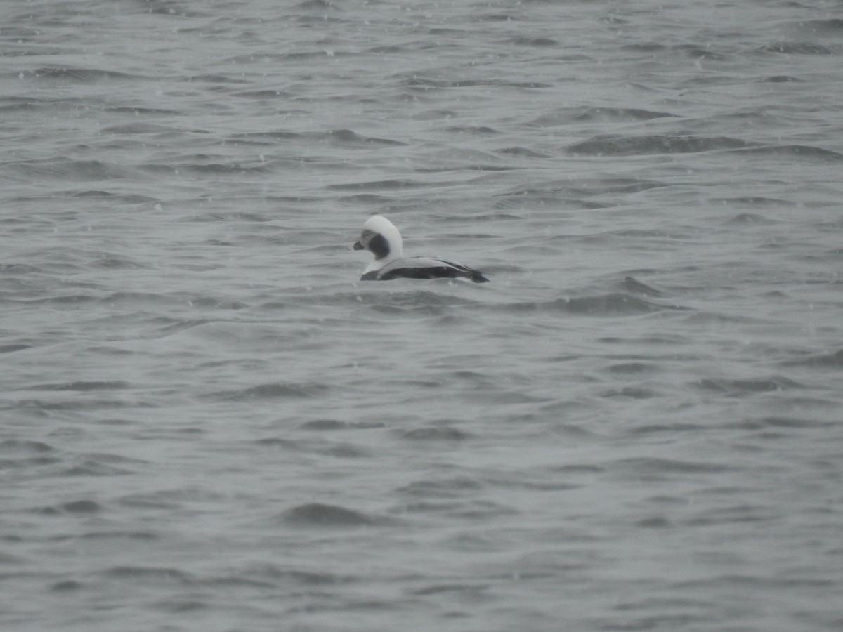 Long-tailed Duck - ML309482661