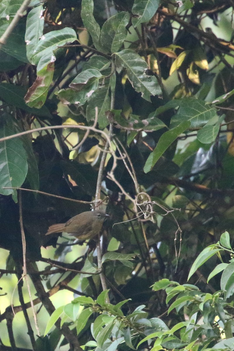 Plain Greenbul (curvirostris) - ML309482761