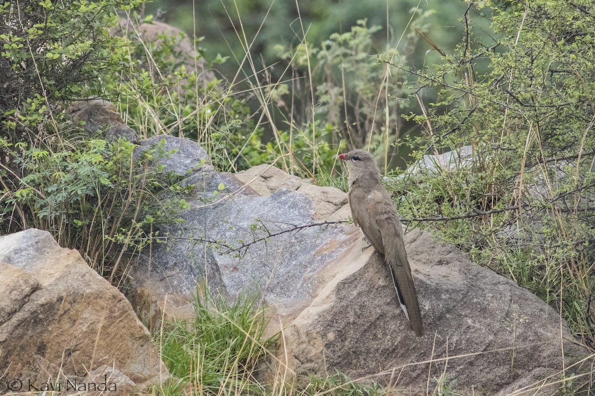 Sirkeer Malkoha - Kavi Nanda