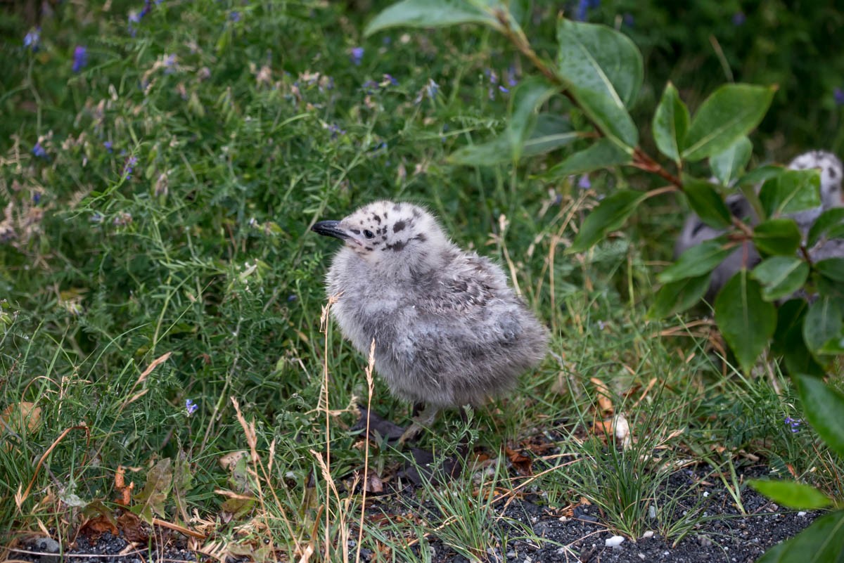 コカモメ - ML30948391