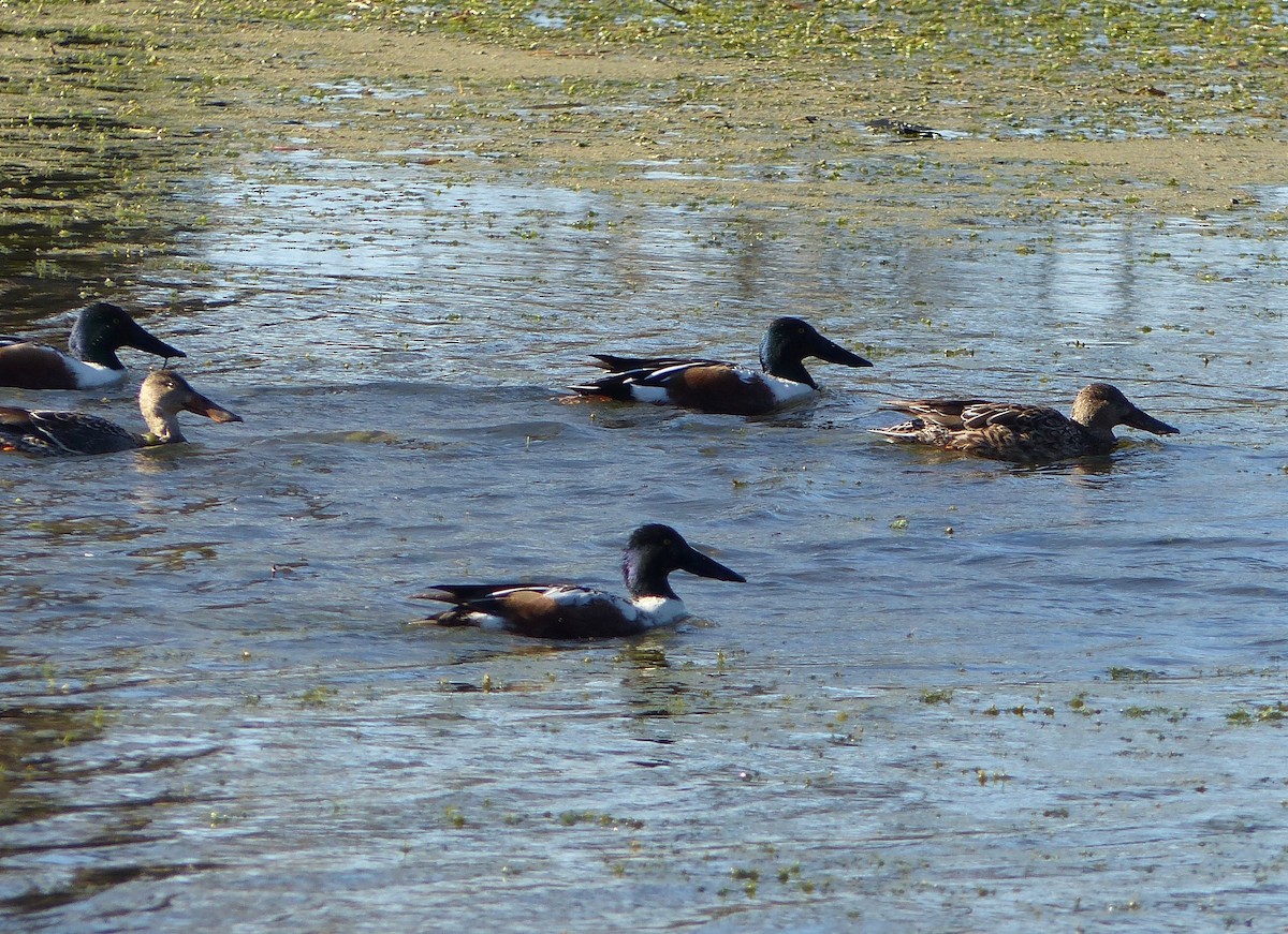 Northern Shoveler - ML309484461