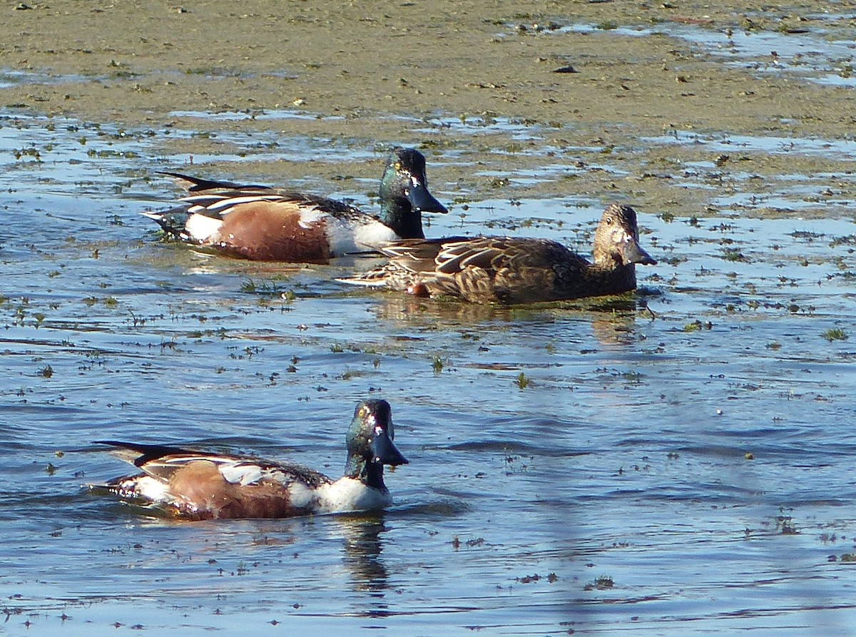 Northern Shoveler - ML309484561