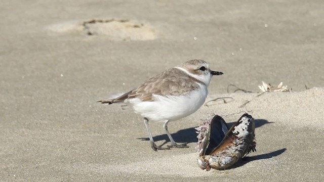 Snowy Plover - ML309487711