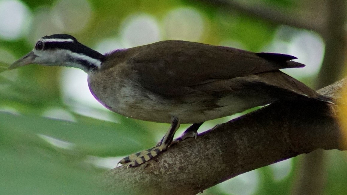 Sungrebe - ML309487771