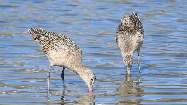 Marbled Godwit - ML309488691