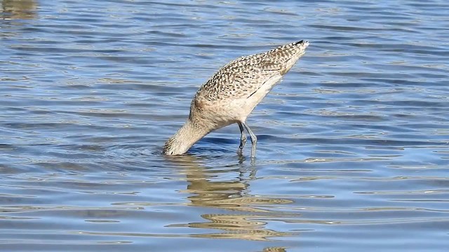 Marbled Godwit - ML309488711